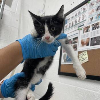 Domestic Short Hair Cats Available for Adoption in Leander, Texas - Brady | PetCurious
