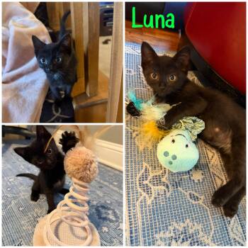 Luna -  Domestic Short Hair Cat for Adoption in Bentonville, Arkansas - Luna | PetCurious