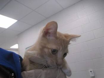 A384875 -  Domestic Short Hair Cat for Adoption in Ocala, Florida - A384875 | PetCurious