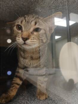 Chalupa -  Domestic Short Hair Cat for Adoption in Greenfield, Indiana - Chalupa | PetCurious