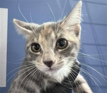HOPE -  Domestic Short Hair Cat for Adoption in San Bernardino, California - HOPE | PetCurious