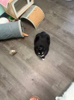 Rescue Domestic Short Hair Cats for Adoption - Lilly | PetCurious