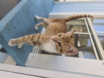 Junior -  Domestic Short Hair Cat for Adoption in Globe, Arizona - Junior | PetCurious
