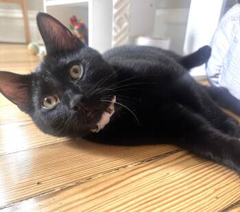 Rescue Domestic Short Hair Cats for Adoption in Chicago, Illinois - Brave (& Akari) | PetCurious