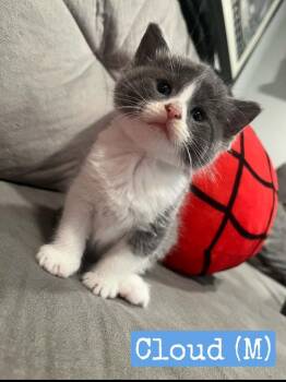 Cloud -  Domestic Short Hair Cat for Adoption in Hamilton, Ohio - Cloud | PetCurious