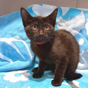IVHS-Stray-142393 -  Domestic Short Hair Cat for Adoption in San Gabriel, California - IVHS-Stray-142393 | PetCurious