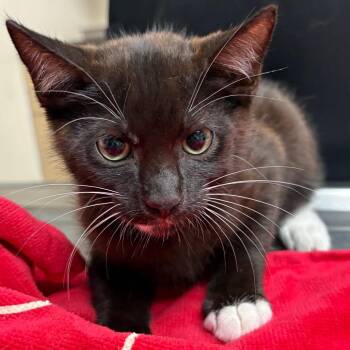Lord Farquaad -  Domestic Short Hair Cat for Adoption in Lakeland, Florida - Lord Farquaad | PetCurious