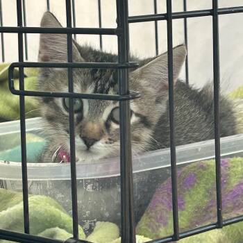 Rescue American Shorthair Cats for Adoption in Forney, Texas - Bambi | PetCurious