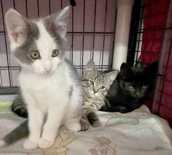 Poe (M), Poppy (F), & Crabby (M) -  Domestic Short Hair Cat for Adoption in New Richmond, Wisconsin - Poe (M), Poppy (F), & Crabby (M) | PetCurious