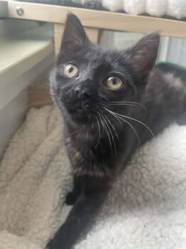 Rowan Raveclaw -  Domestic Short Hair Cat for Adoption - Rowan Raveclaw | PetCurious