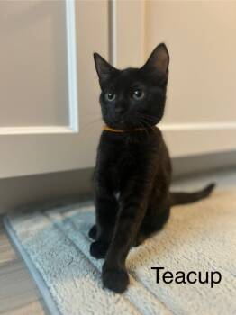 Rescue Domestic Short Hair Cats for Adoption in Youngsville, North Carolina - Teacup25 | PetCurious