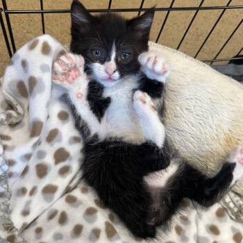 Domestic Short Hair Cats Available for Adoption in Johnson City, Tennessee - Debbie | PetCurious