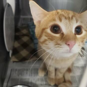 Domestic Short Hair Cats Available for Adoption in Charlottesville, Virginia - Furby | PetCurious