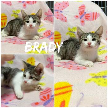 Brady -  Domestic Short Hair Cat for Adoption in Saint James, Missouri - Brady | PetCurious