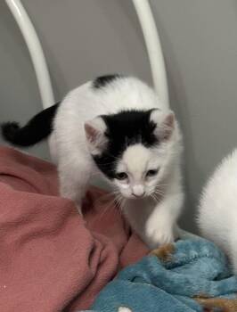 Rescue Domestic Short Hair Cats for Adoption in Holmdel, New Jersey - Dexter | PetCurious
