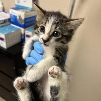 Prickly Pear -  Domestic Short Hair Cat for Adoption in Tempe, Arizona - Prickly Pear | PetCurious