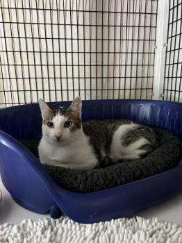 Domestic Short Hair Cats Available for Adoption in Burnaby, British Columbia - Milano | PetCurious
