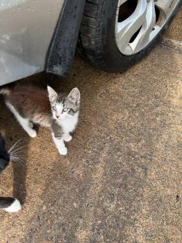 AXL -  Domestic Short Hair Cat for Adoption in Little Rock, Arkansas - AXL | PetCurious