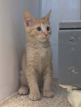 Slugger -  Domestic Short Hair Cat for Adoption in Waupun, Wisconsin - Slugger | PetCurious
