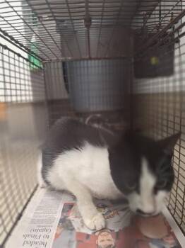 GATALINA -  Domestic Short Hair Cat for Adoption in Fort Lauderdale, Florida - GATALINA | PetCurious
