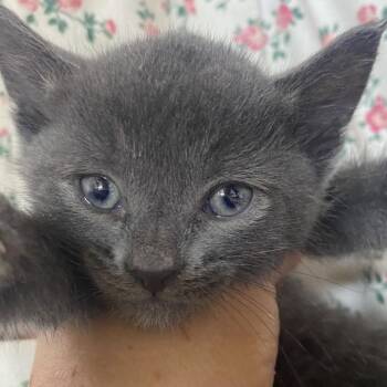 Jesse - No Band (Gate-14) -  Domestic Short Hair Cat for Adoption in Blairsville, Georgia - Jesse - No Band (Gate-14) | PetCurious