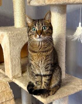 Rescue Domestic Short Hair Cats for Adoption - Niko | PetCurious