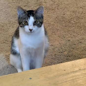John -  American Shorthair Cat for Adoption in Mount Vernon, Arkansas - John | PetCurious