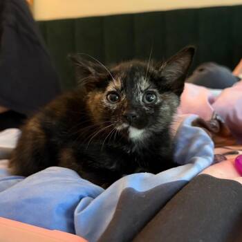 Sparkle -  Domestic Short Hair Cat for Adoption in Kansas City, Missouri - Sparkle | PetCurious