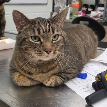 Will -  Domestic Short Hair Cat for Adoption in Chattanooga, Tennessee - Will | PetCurious