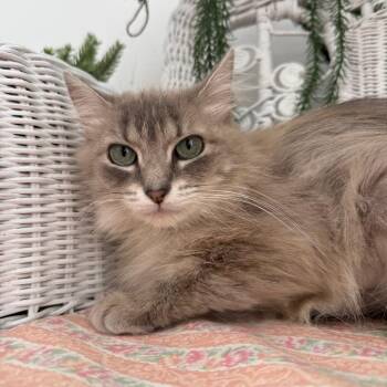 Walinda Wait 56066 -  Domestic Long Hair Cat for Adoption in Eaton Rapids, Michigan - Walinda Wait 56066 | PetCurious
