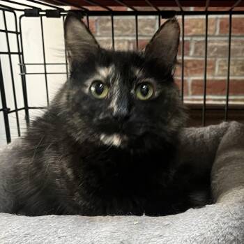 Tortoiseshell Cats Available for Adoption in Oakwood, Georgia - JUICY (FRUIT) | PetCurious
