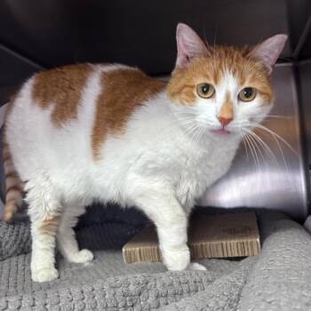 Skylar -  Domestic Short Hair Cat Available for Adoption in Providence, Rhode Island - Skylar | PetCurious