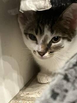 Crystal -  American Shorthair Cat for Adoption in Tampa, Florida - Crystal | PetCurious