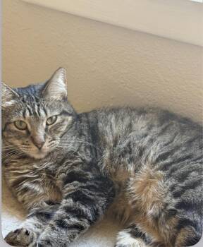 Freida -  American Shorthair Cat for Adoption in San Diego, California - Freida | PetCurious