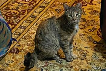 Rescue Torbie and Tabby Cats for Adoption in Ypsilanti, Michigan - Punkin