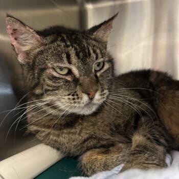 Aunt May -  Domestic Short Hair Cat for Adoption in Salt Lake City, Utah - Aunt May | PetCurious