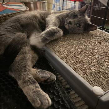Buttercup -  Domestic Short Hair Cat Available for Adoption in Royal Oak, Michigan - Buttercup | PetCurious