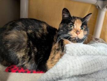 Domestic Short Hair Cats Available for Adoption - Ginger | PetCurious