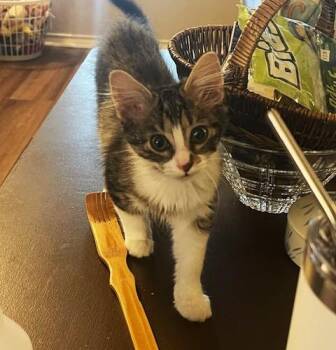 American Wirehair Cats Available for Adoption in Schertz, Texas - Mariposa (SH) | PetCurious