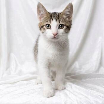 Hermes -  Domestic Short Hair Cat for Adoption in Miami, Florida - Hermes | PetCurious