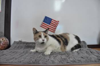 Calico -  Dilute Calico Cat for Adoption in North Judson, Indiana - Calico | PetCurious