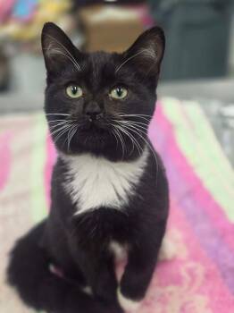 Domestic Short Hair Cats Available for Adoption in Danielsville, Georgia - Elmer | PetCurious