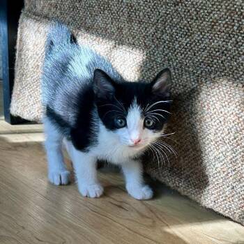 Domestic Short Hair Cats Available for Adoption in Huntsville, Alabama - Clove | PetCurious