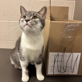 Almond CS-100/26 -  Domestic Short Hair Cat for Adoption in Burlington, Ontario - Almond CS-100/26 | PetCurious