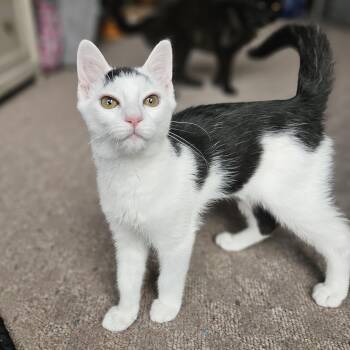 Rescue Domestic Short Hair Cats for Adoption in White Marsh, Maryland - Cowser | PetCurious