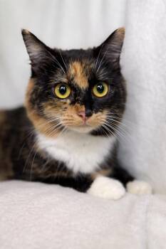 Domestic Long Hair and Calico Cats Available for Adoption in Greensboro, North Carolina - Hazel | PetCurious