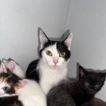 Tandoori 052703A -  Domestic Short Hair Cat for Adoption in Amory, Mississippi - Tandoori 052703A | PetCurious