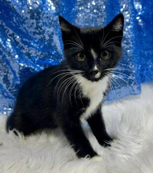 Marathon -  Domestic Short Hair Cat for Adoption in Clarkesville, Georgia - Marathon | PetCurious