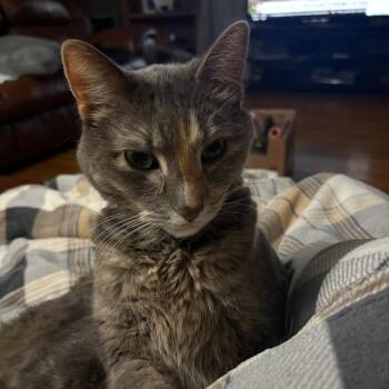 Gamora -  Domestic Short Hair Cat for Adoption in Rochester, Minnesota - Gamora | PetCurious