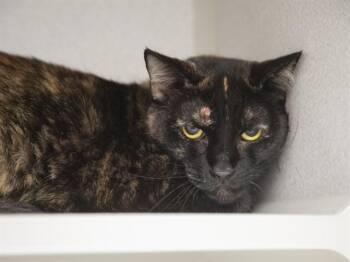 SIMONE -  Domestic Medium Hair Cat for Adoption in Phoenix, Arizona - SIMONE | PetCurious